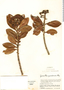 Geissanthus quindiensis image