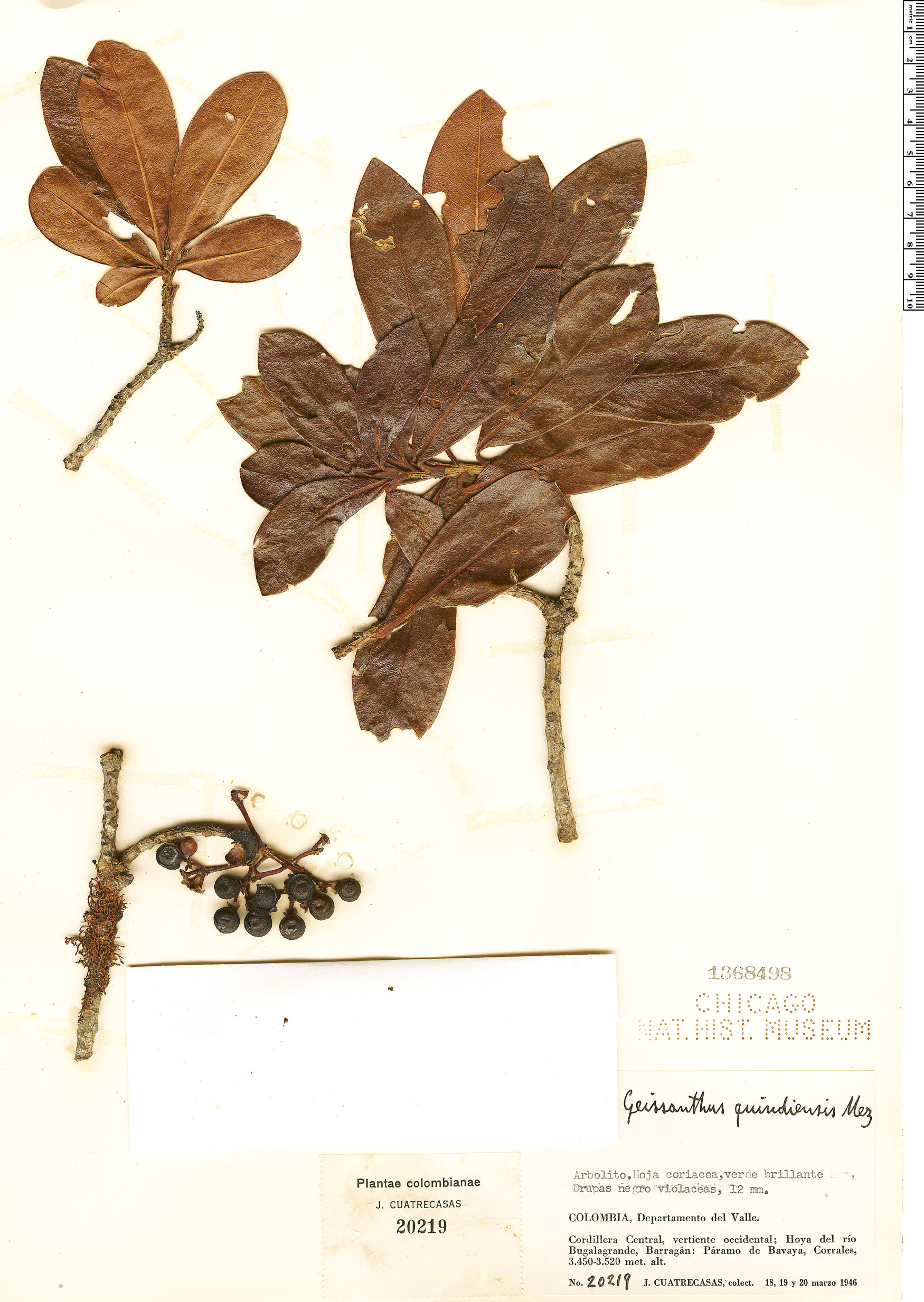 Geissanthus quindiensis image