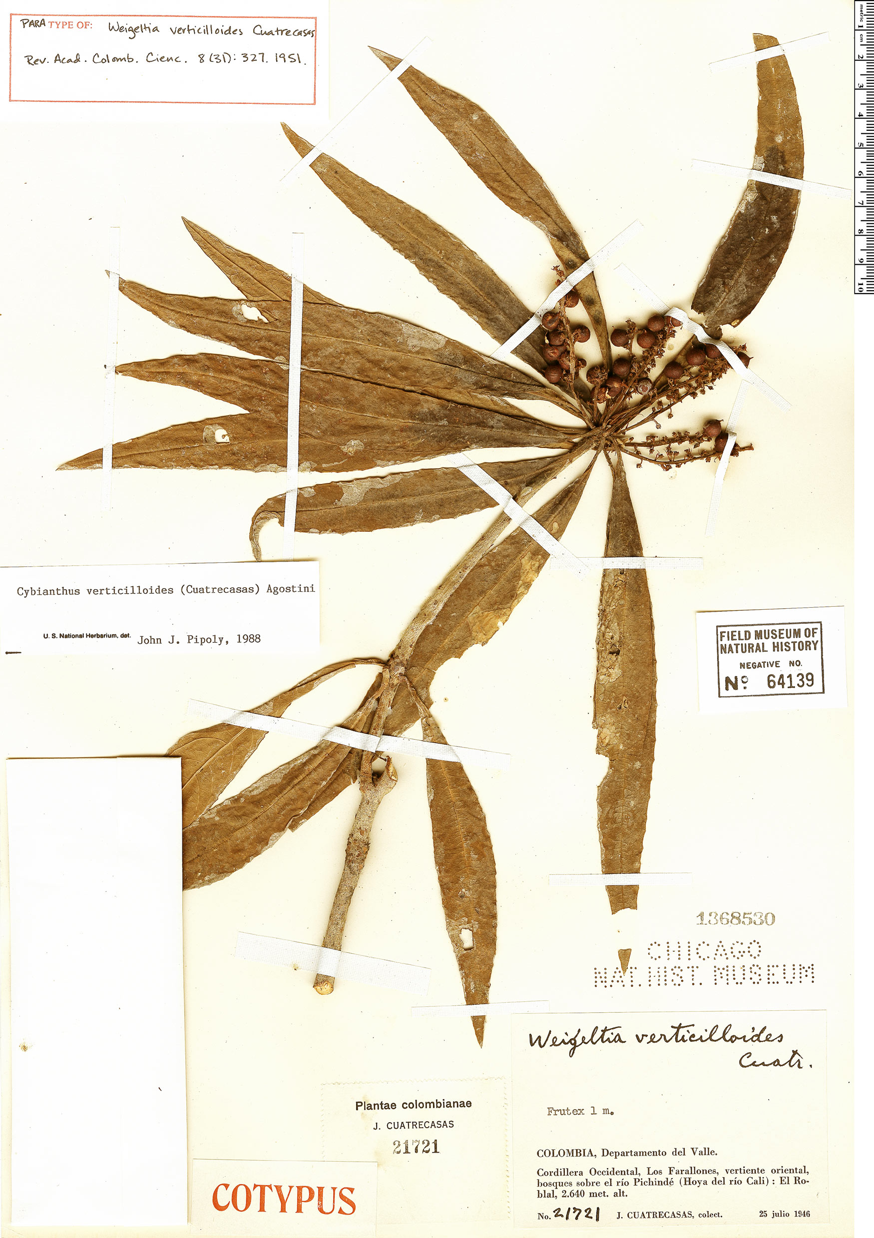 Cybianthus verticilloides image