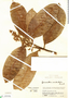 Geissanthus occidentalis image