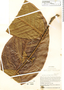 Swartzia amplifolia image