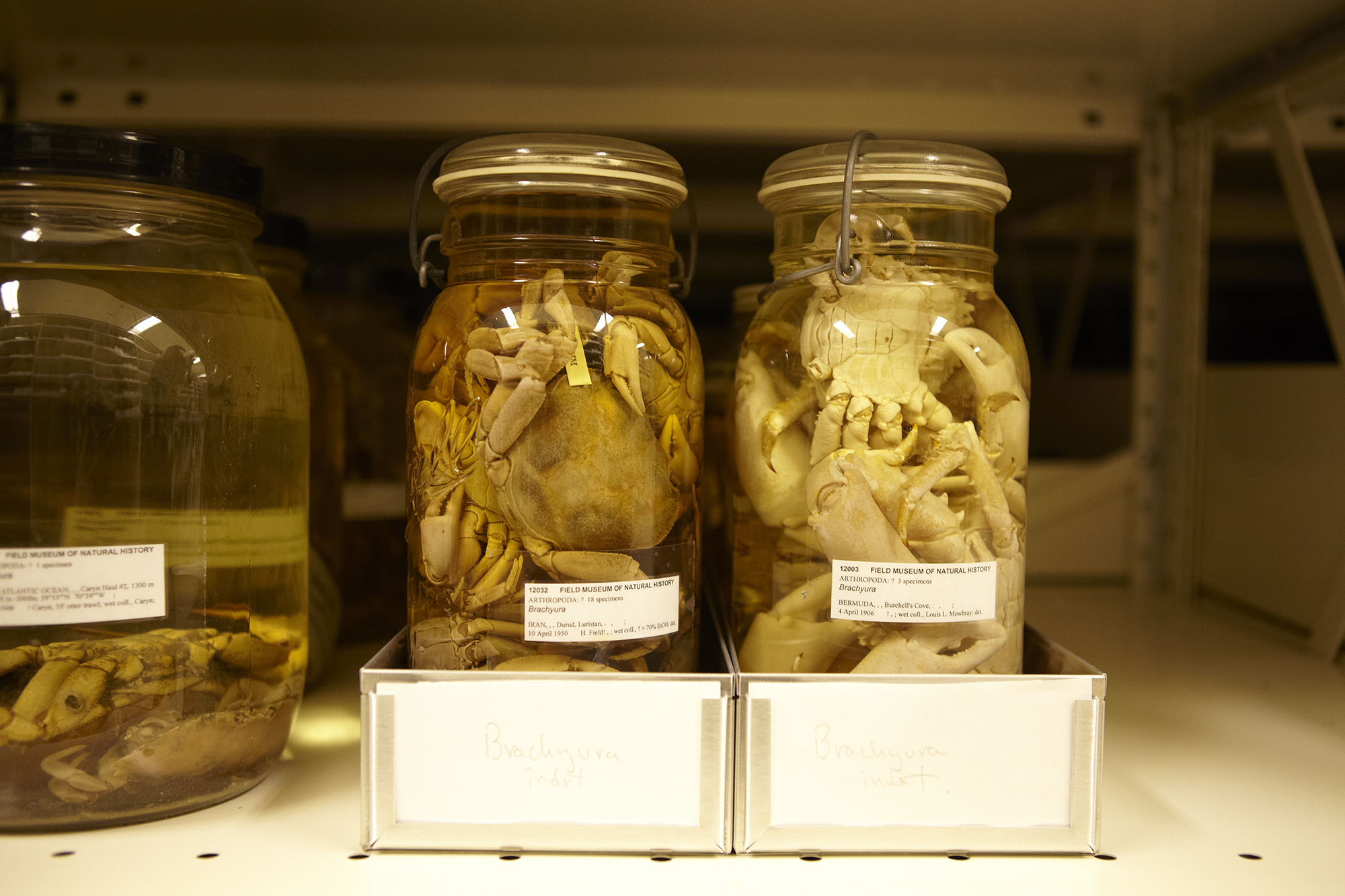 Zoology Invertebrates Collections. Glass jars of Arthropoda specimens on a shelf.
