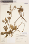 Cayaponia palmata image