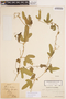 Cayaponia podantha image