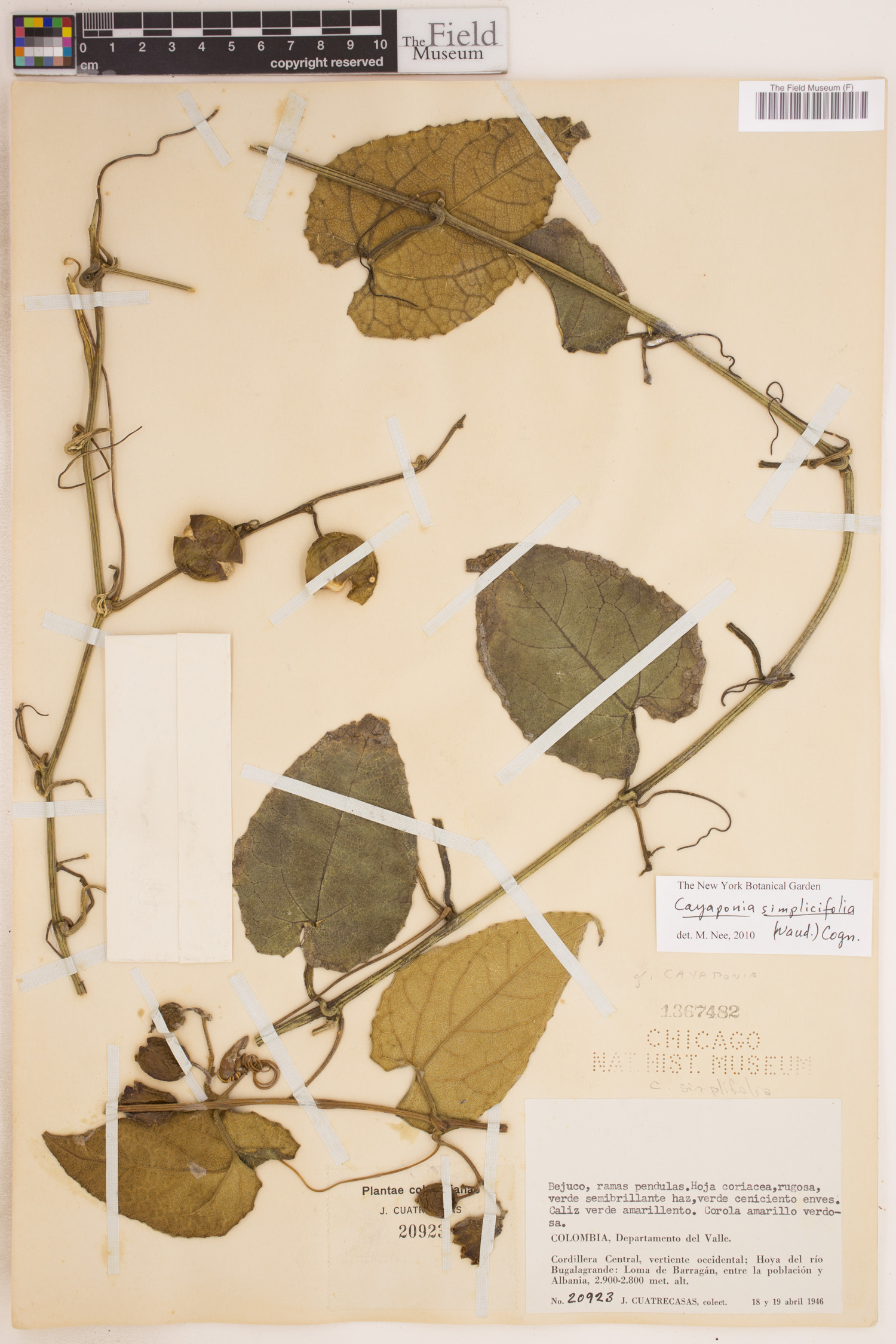 Cayaponia simplicifolia image