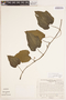 Cayaponia simplicifolia image