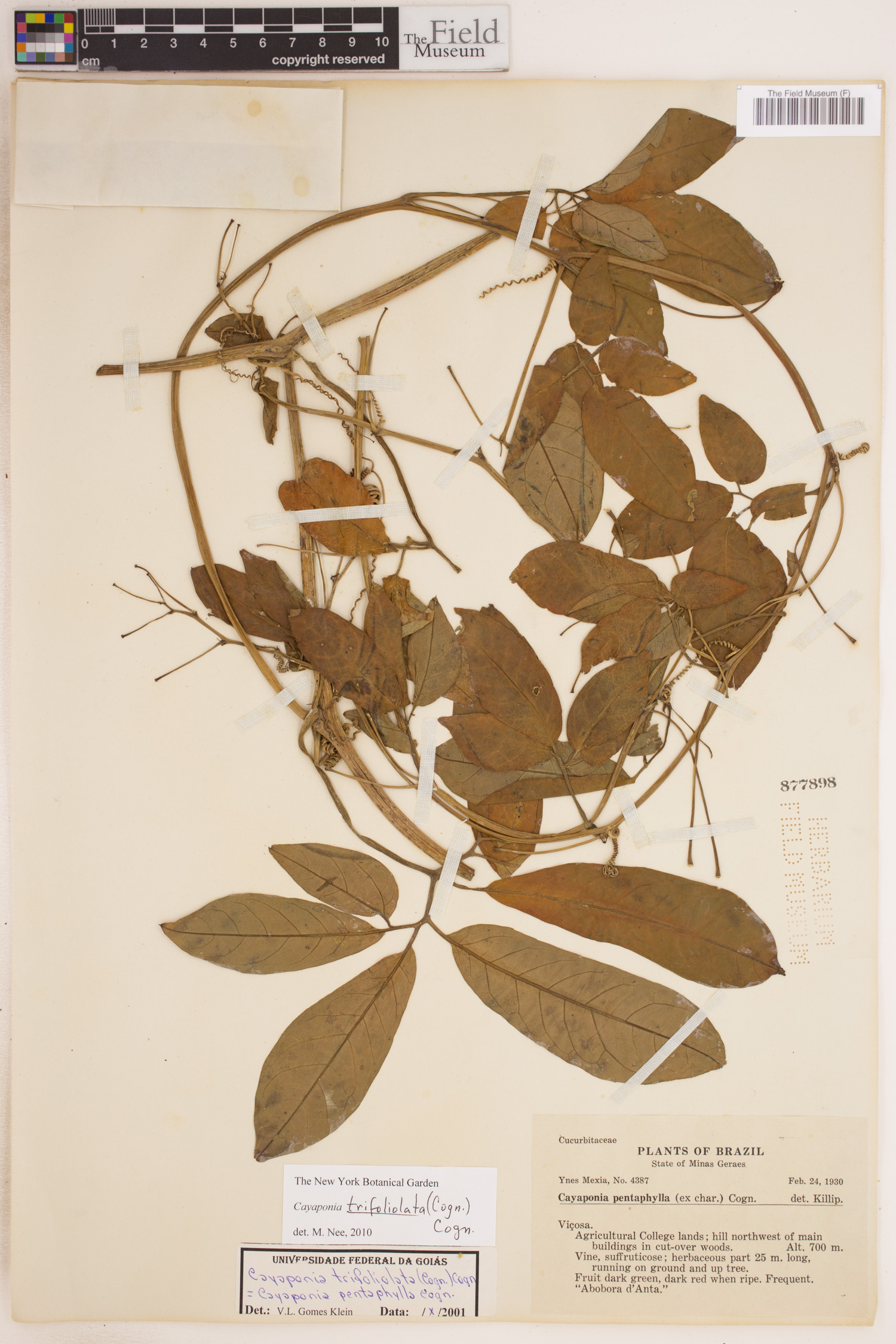 Cayaponia trifoliolata image