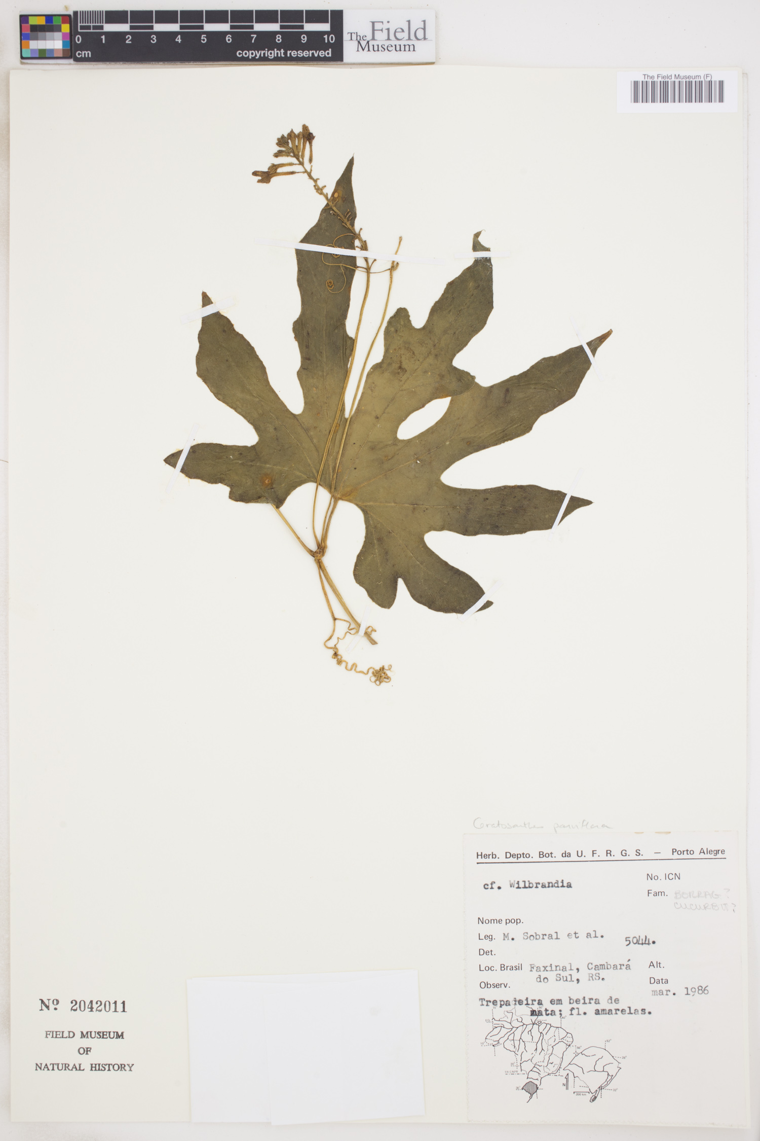 Ceratosanthes parviflora image