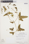 Cyclanthera brachybotrys image