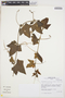 Cyclanthera brachybotrys image