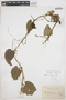 Cyclanthera cordifolia image