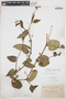 Cyclanthera cordifolia image