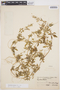 Cyclanthera hystrix image