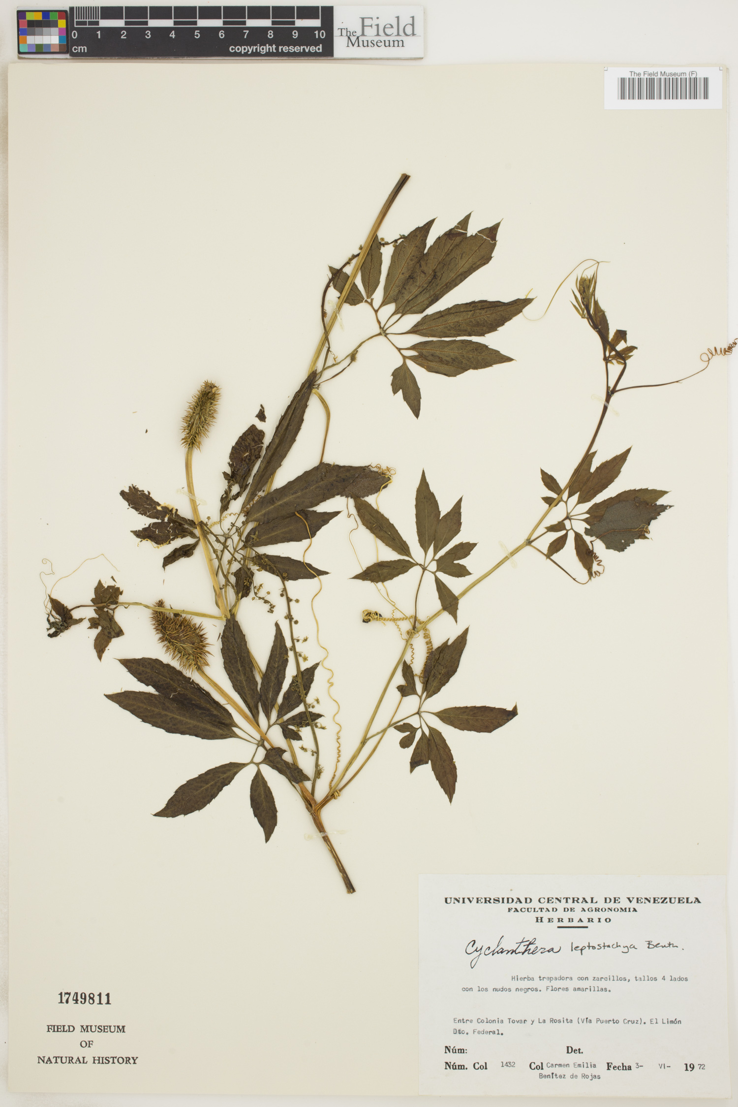 Cyclanthera leptostachya image