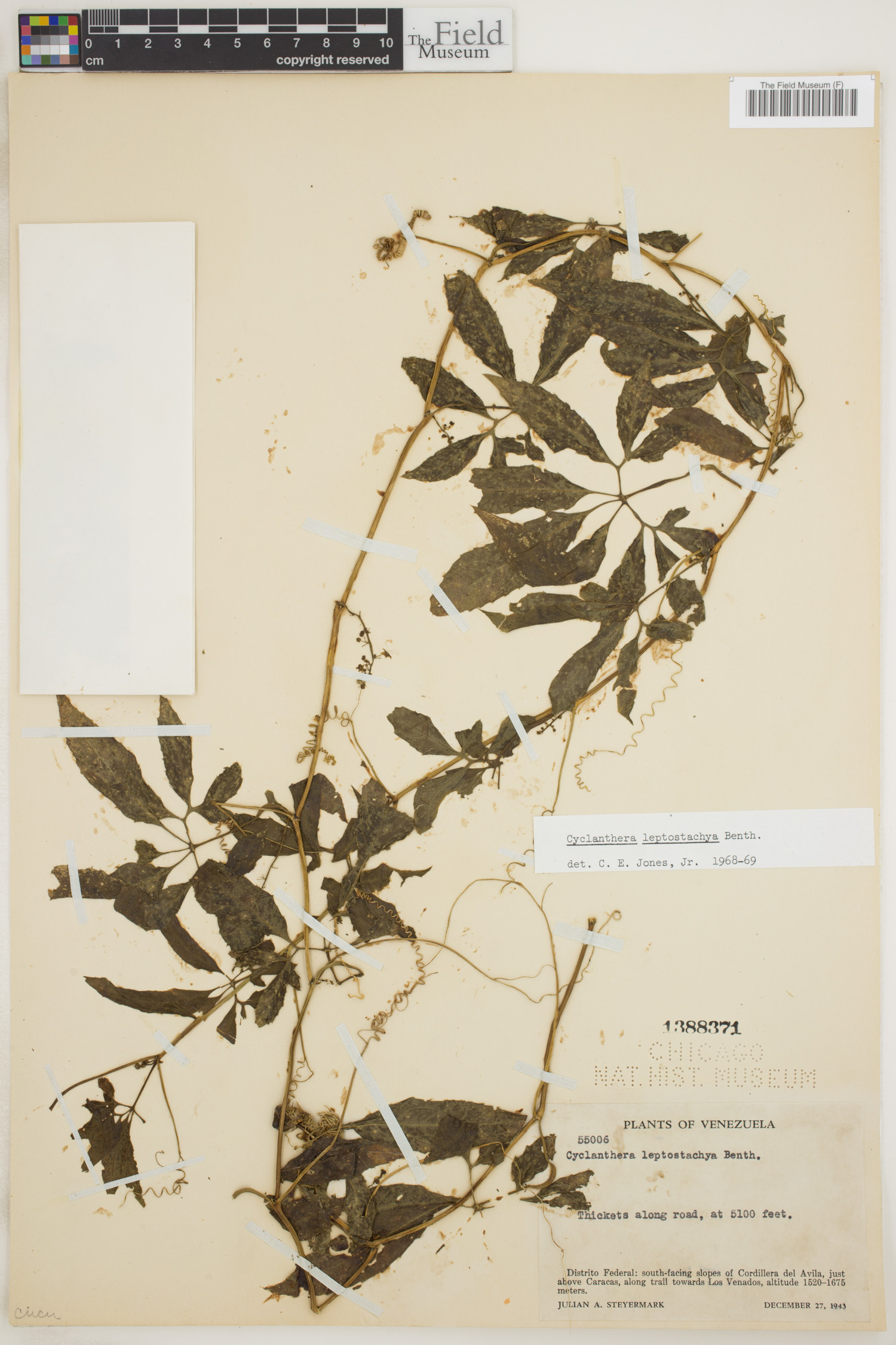 Cyclanthera leptostachya image