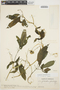 Cyclanthera leptostachya image