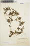 Cyclanthera microcarpa image
