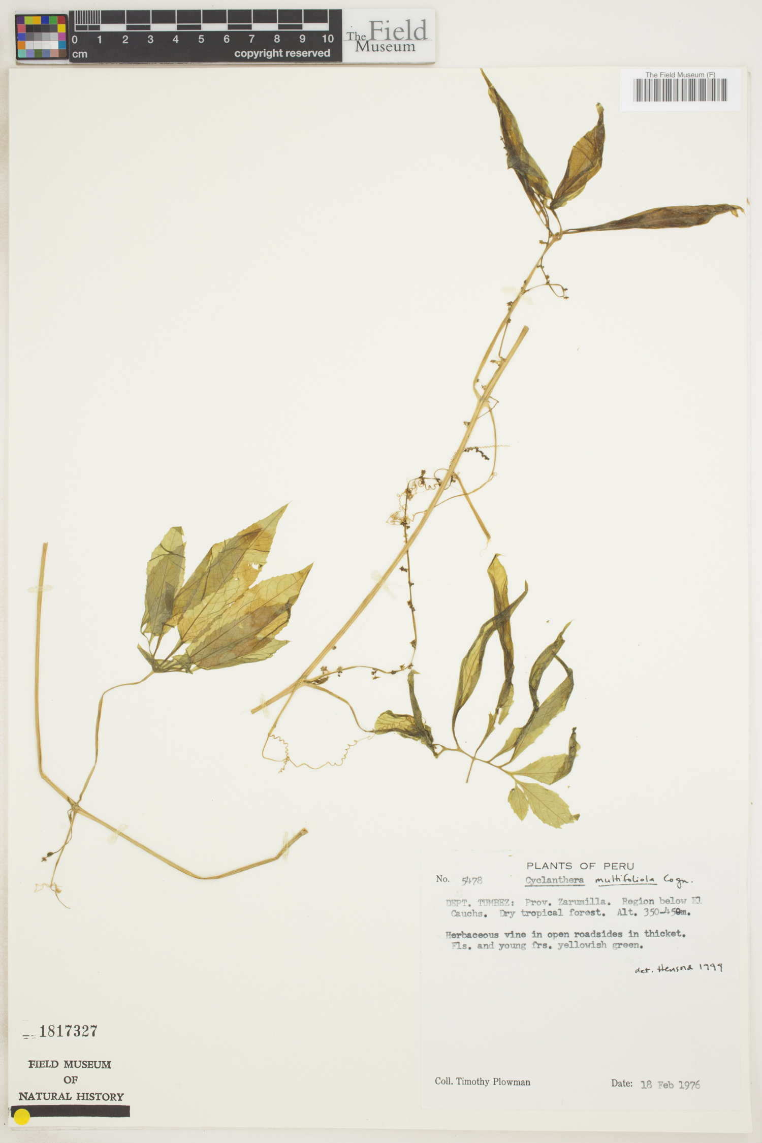 Cyclanthera multifoliola image