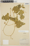 Cyclanthera phyllantha image