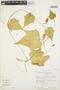 Cyclanthera phyllantha image