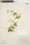 Cyclanthera tamnifolia image