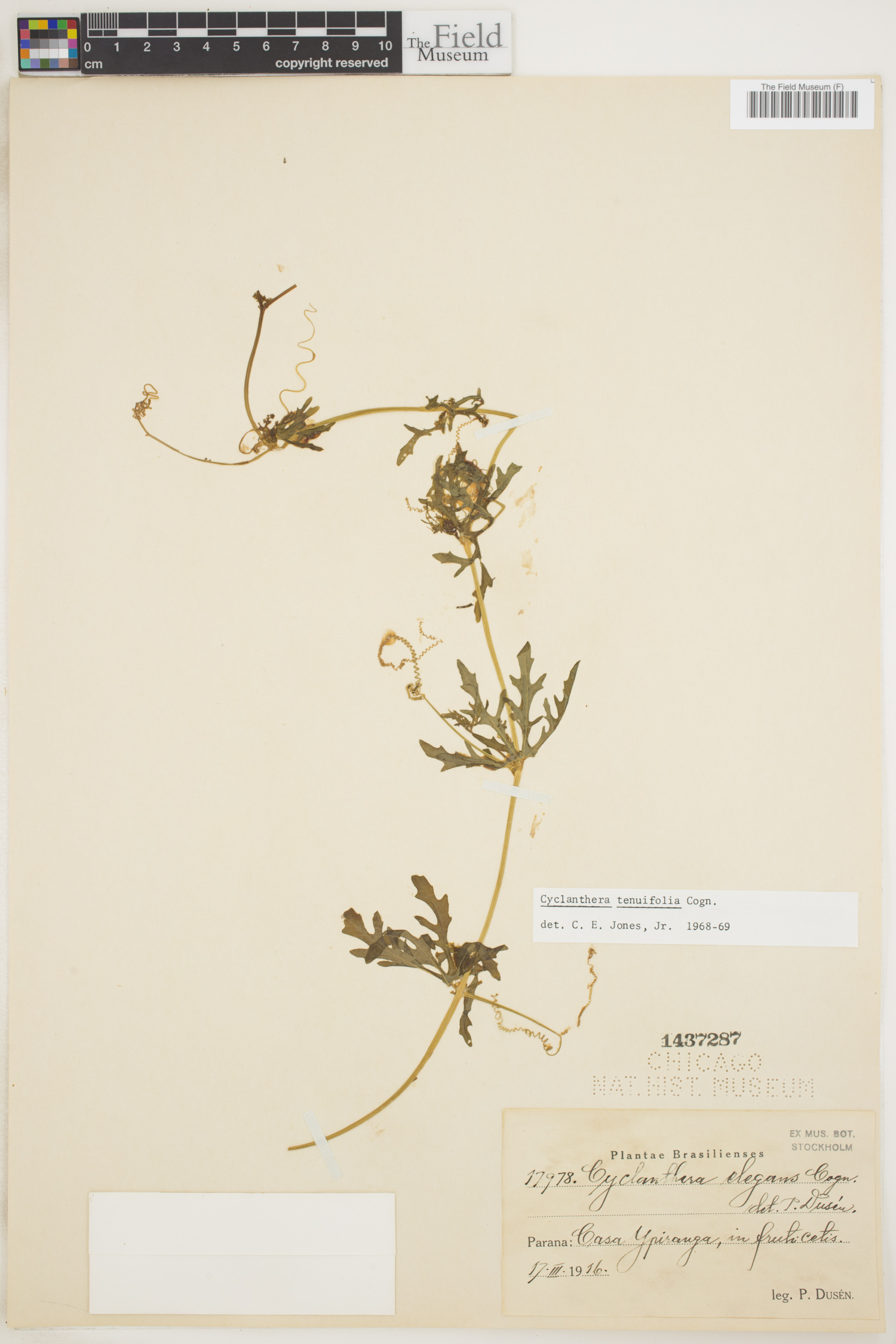 Cyclanthera tenuifolia thumbnail