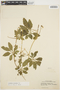 Cyclanthera tenuisepala image