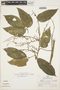 Fevillea pedatifolia image