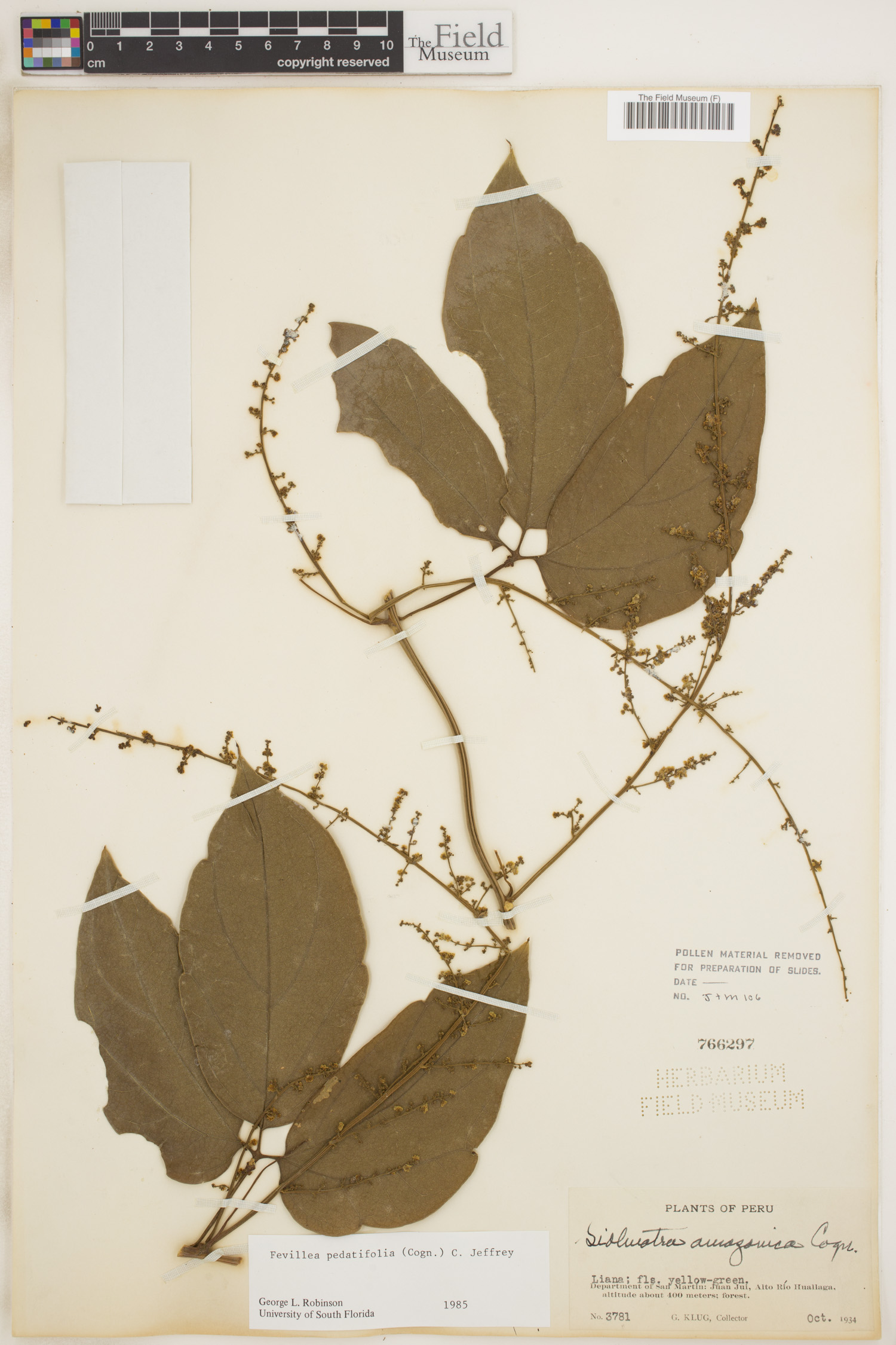 Fevillea pedatifolia image