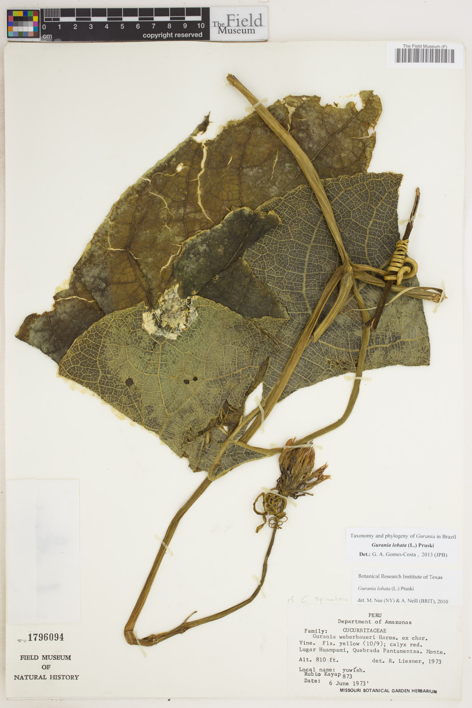 Gurania lobata image