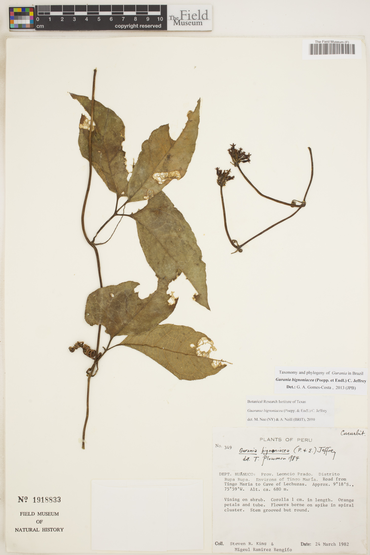 Gurania bignoniacea image