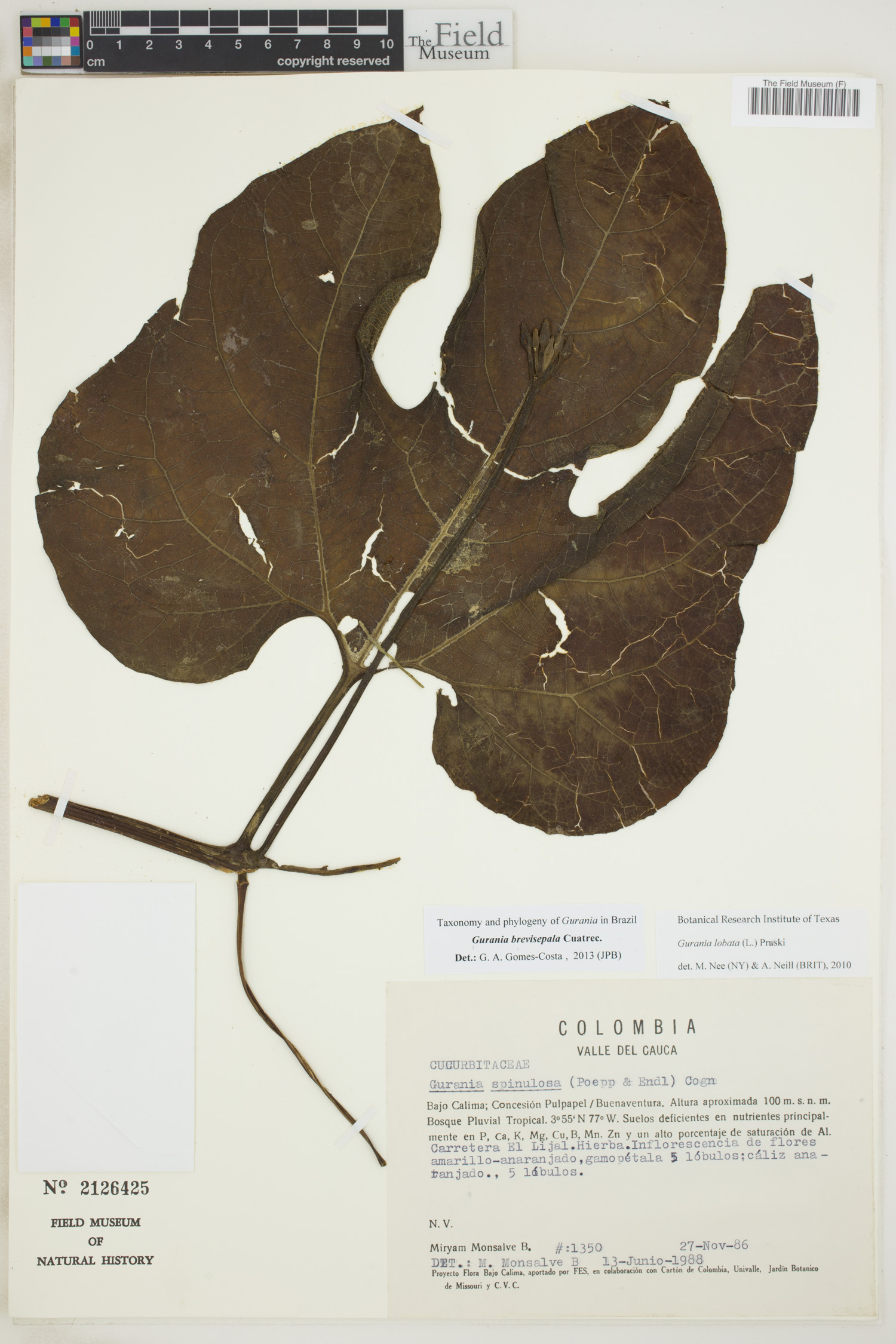 Gurania lobata image