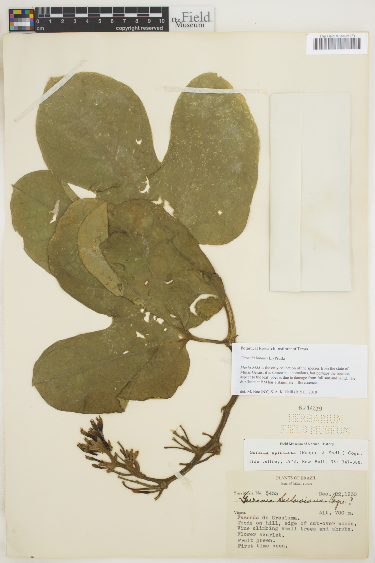 Gurania lobata image