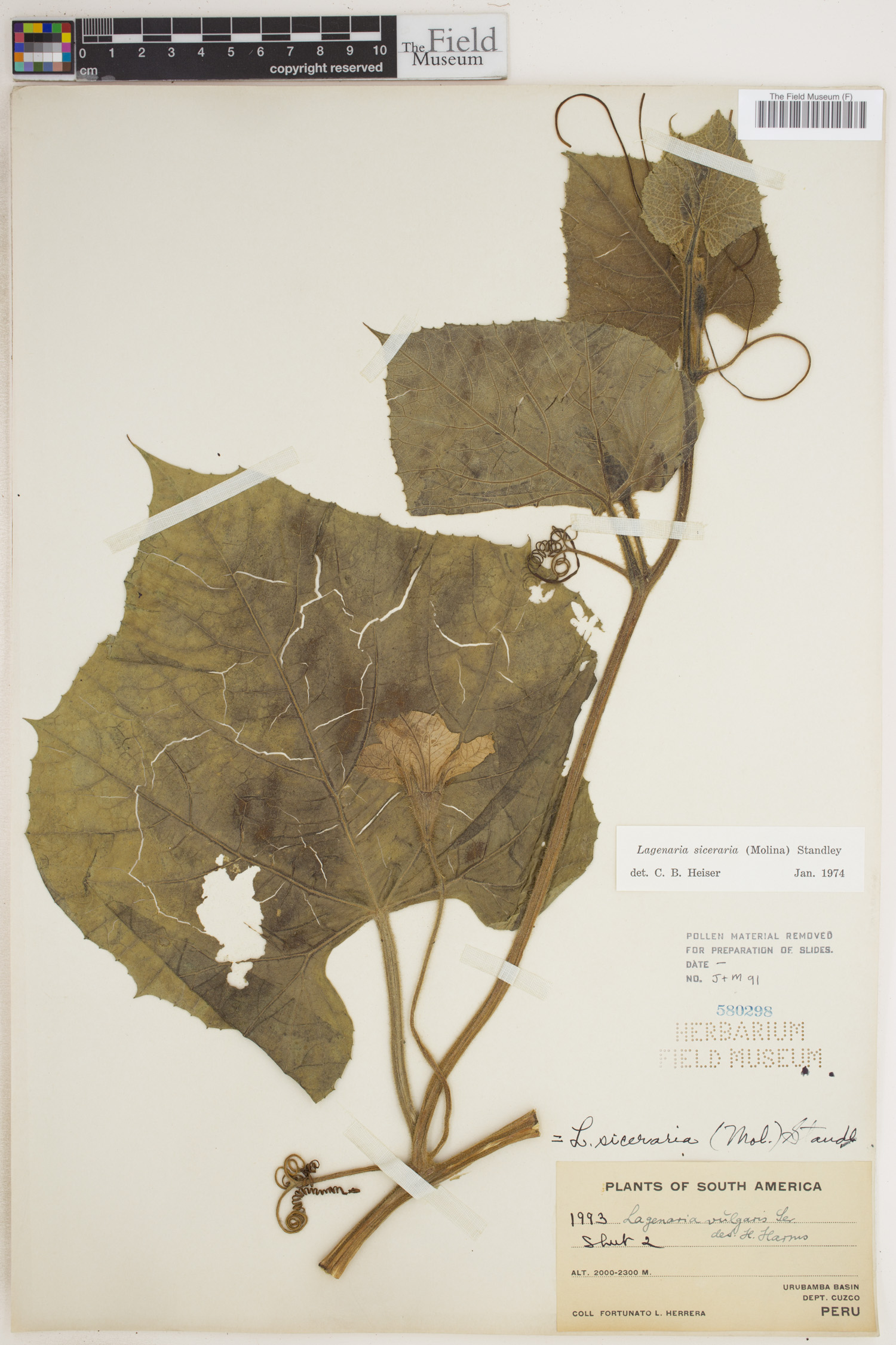 Lagenaria siceraria image
