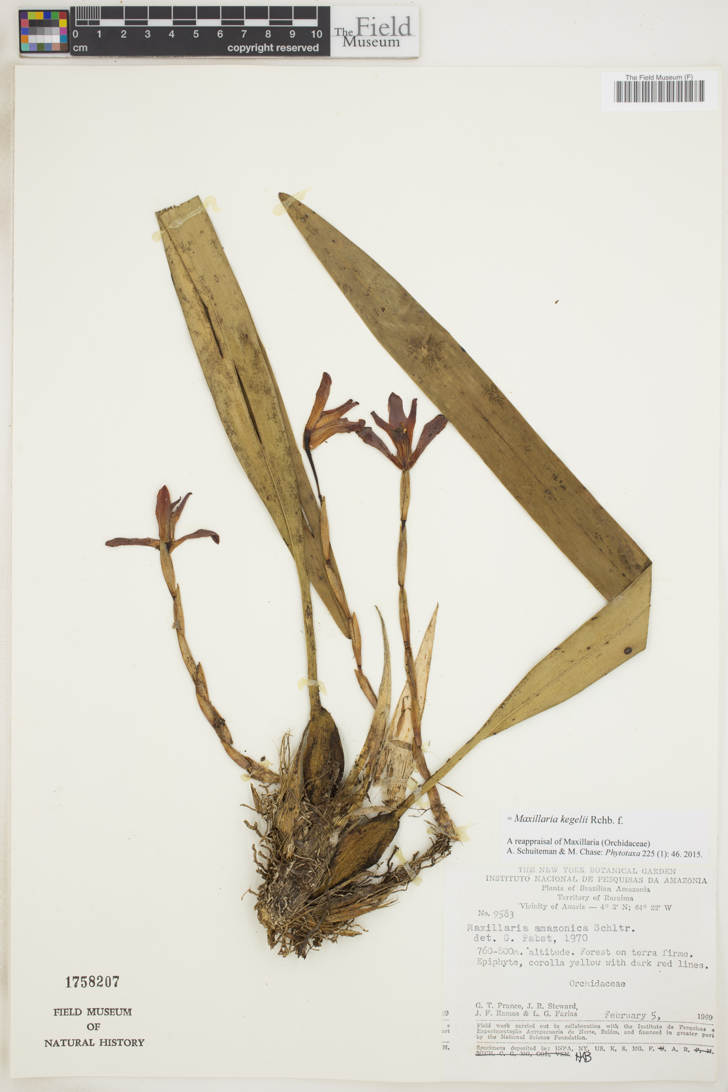 Maxillaria kegelii image
