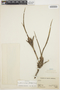 Maxillaria nubigena image