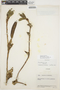 Maxillaria patula image