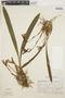 Maxillaria picta image
