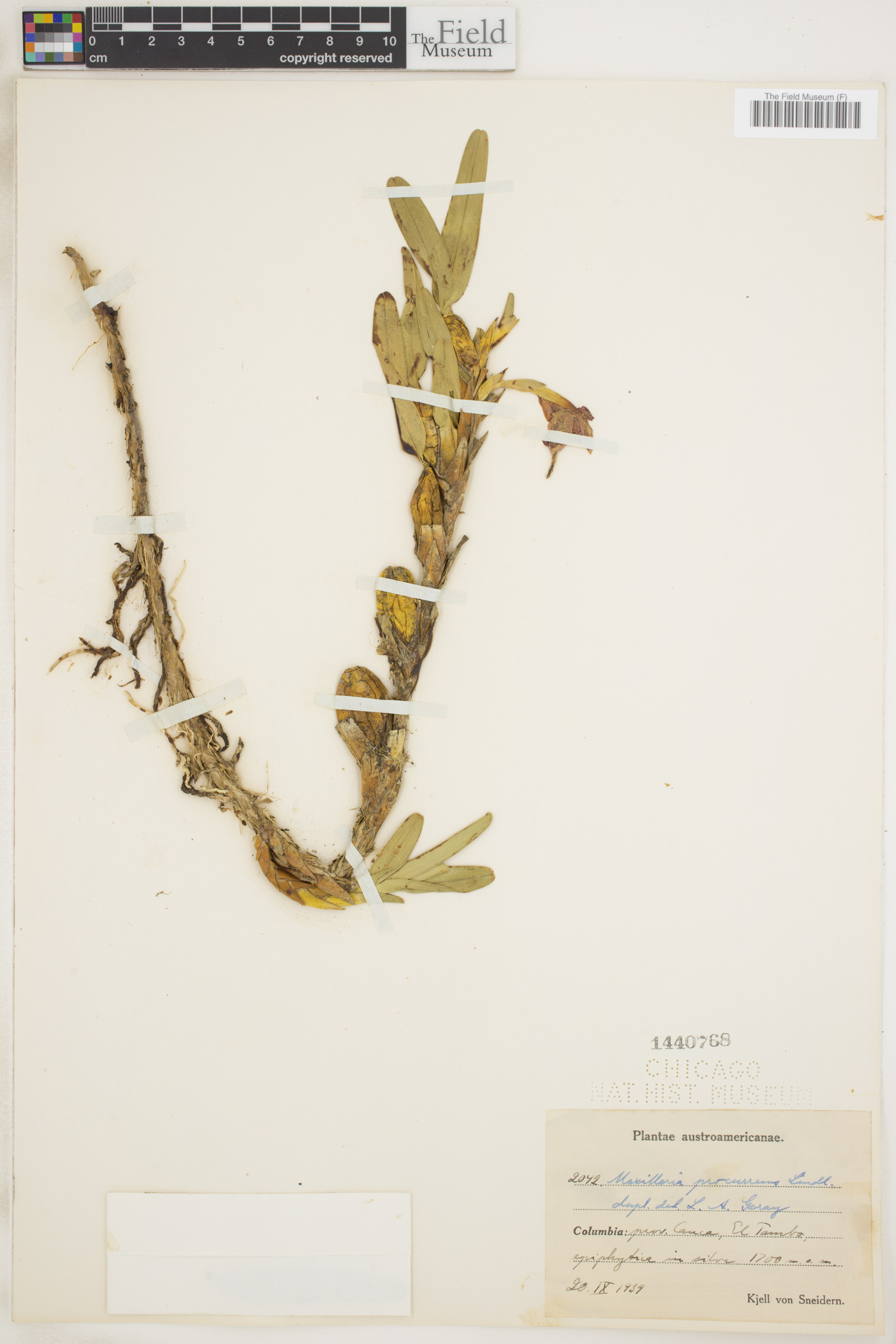 Maxillaria procurrens image