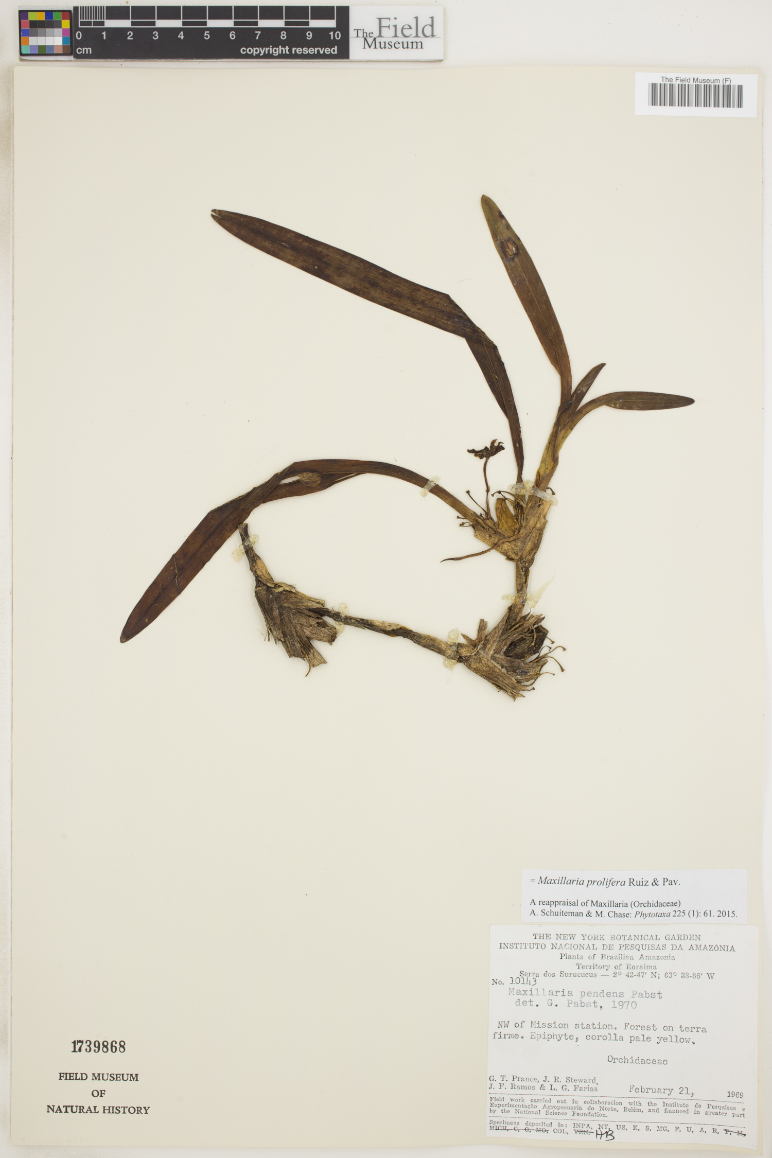 Maxillaria prolifera image