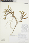 Maxillaria quitensis image