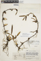 Maxillaria ruberrima image