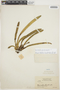 Maxillaria superflua image