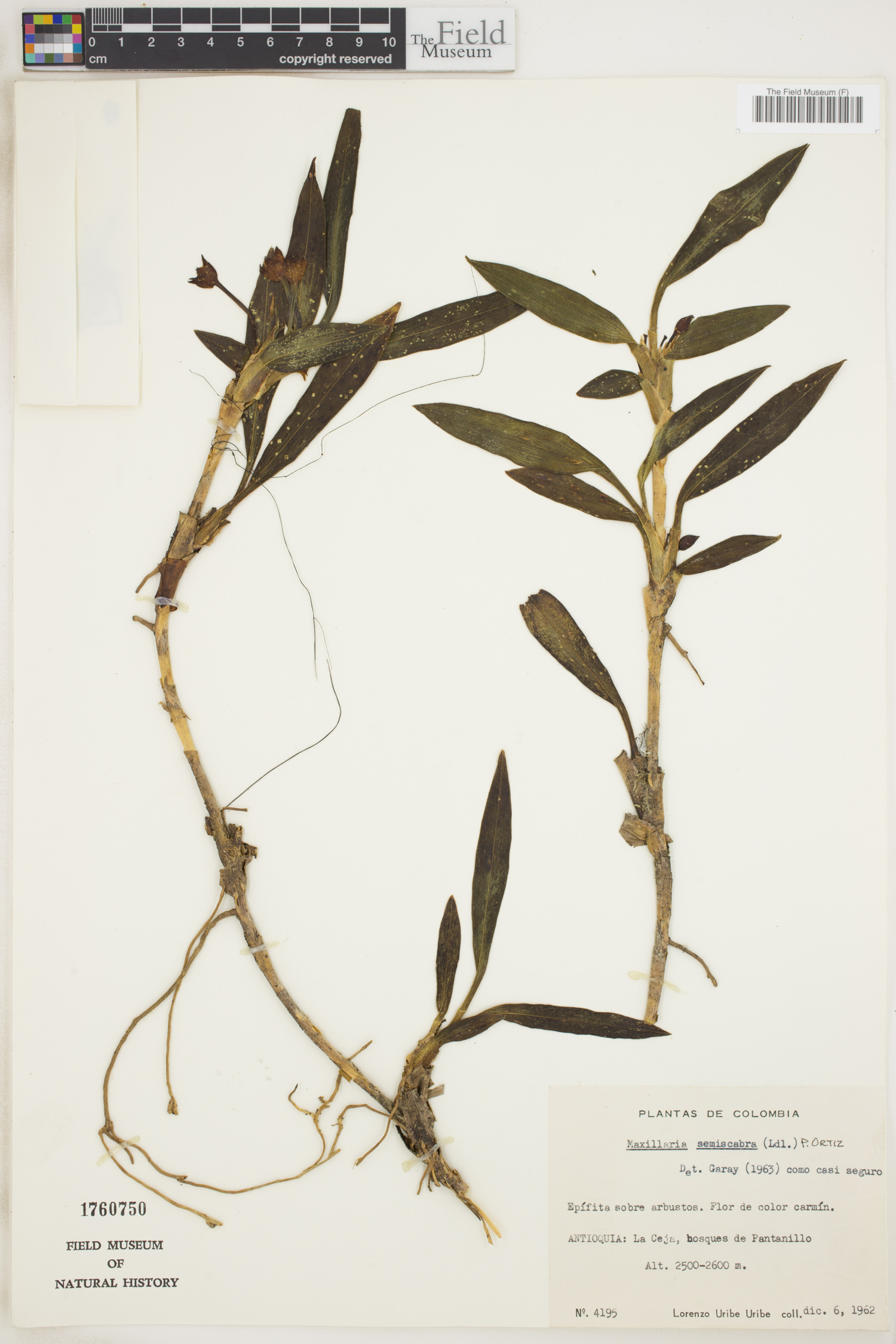Maxillaria semiscabra image