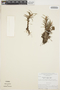 Maxillaria uncata image