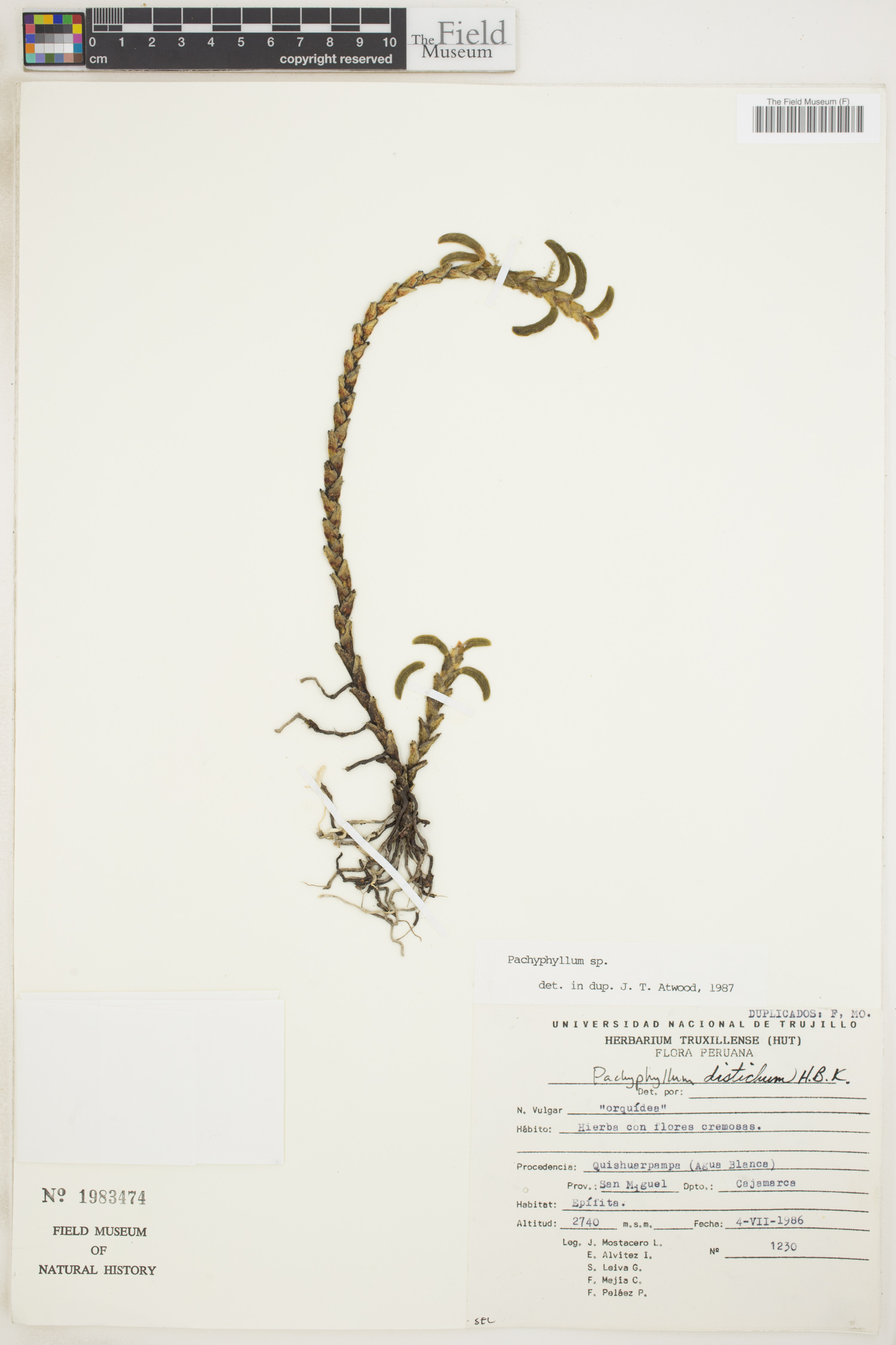 Pachyphyllum distichum image