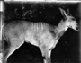 Mammal skin (verify if common eland, Taurotragus oryx), close up of specimen.