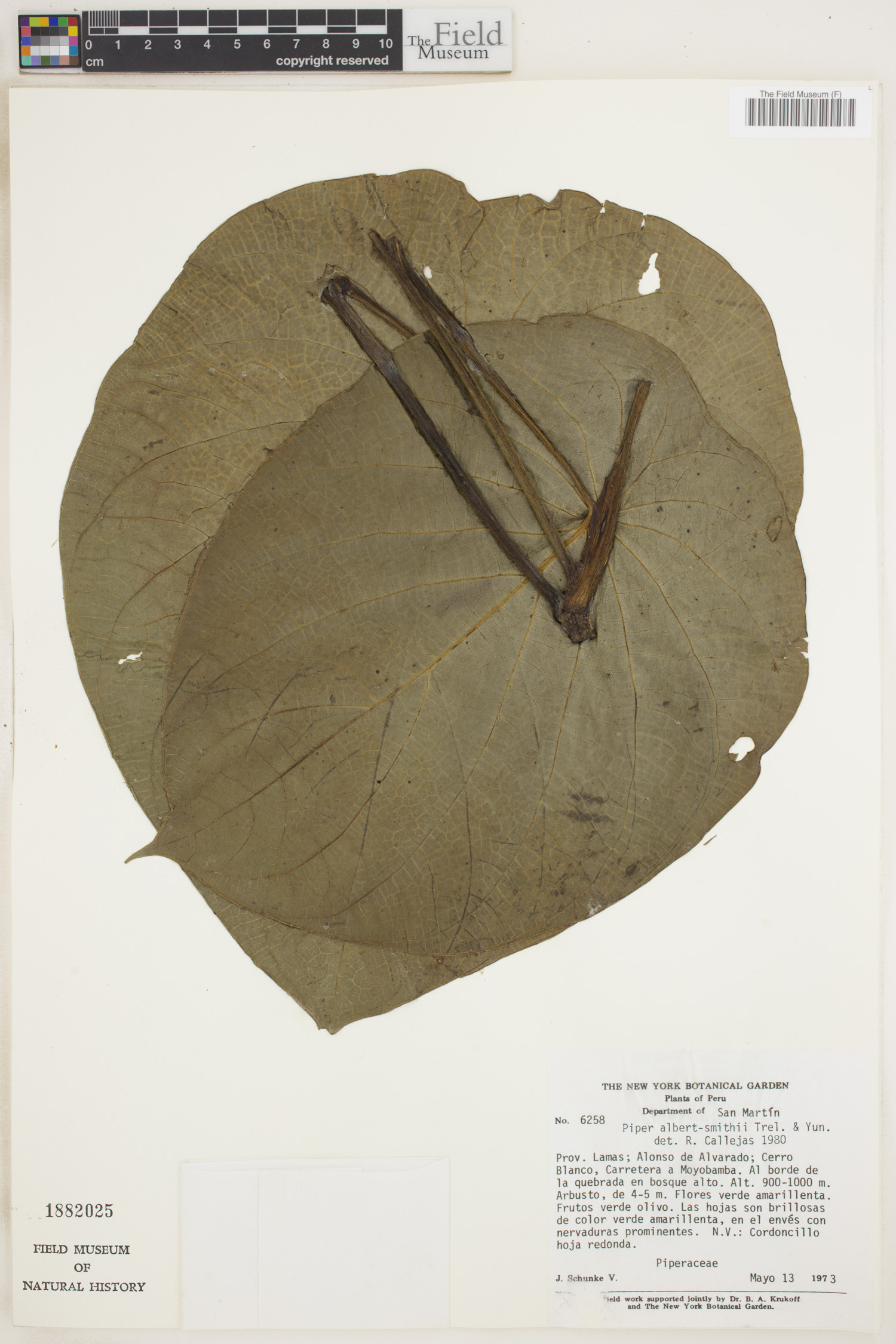 Piper albert-smithii image
