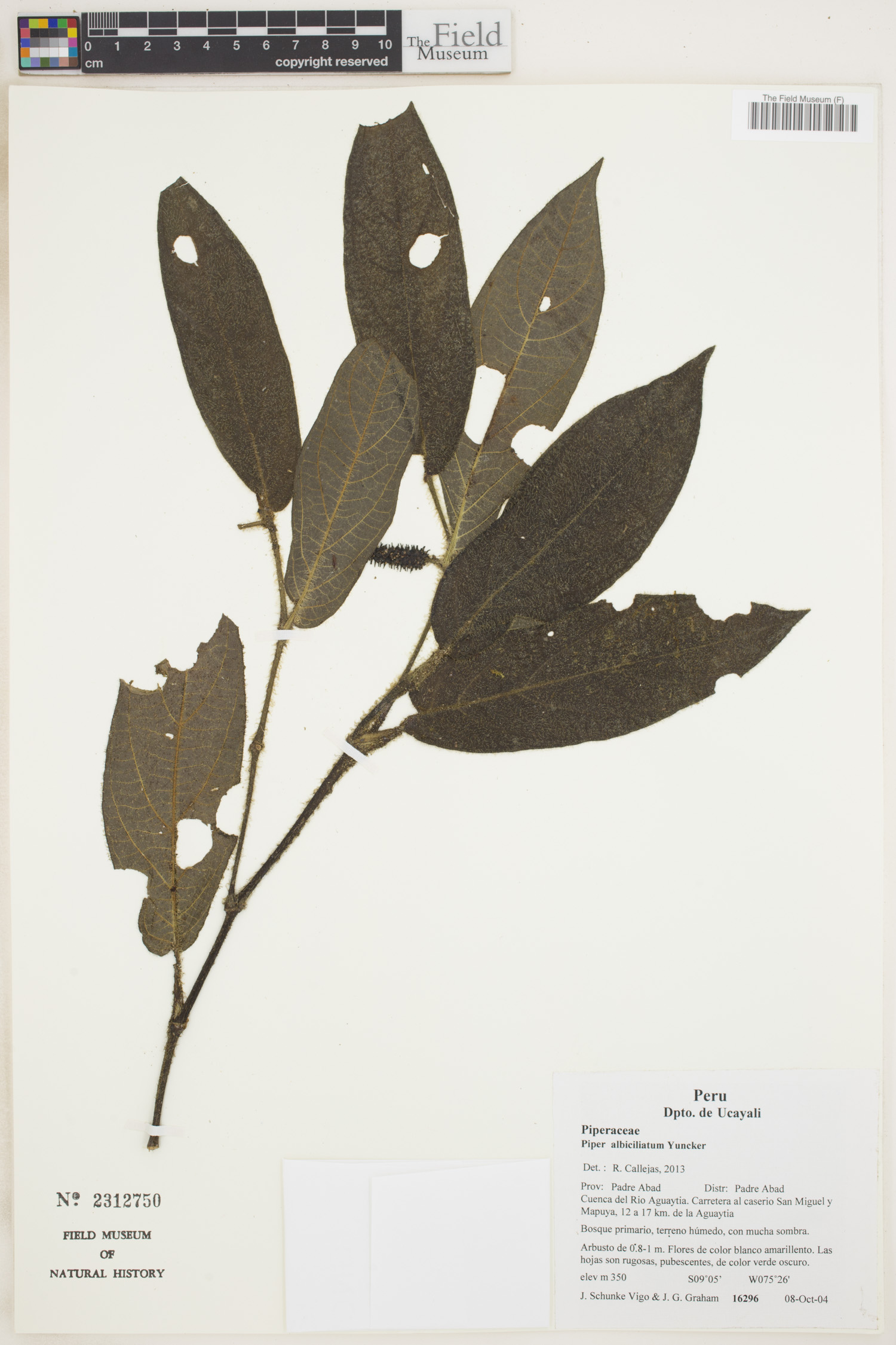 Piper albiciliatum image
