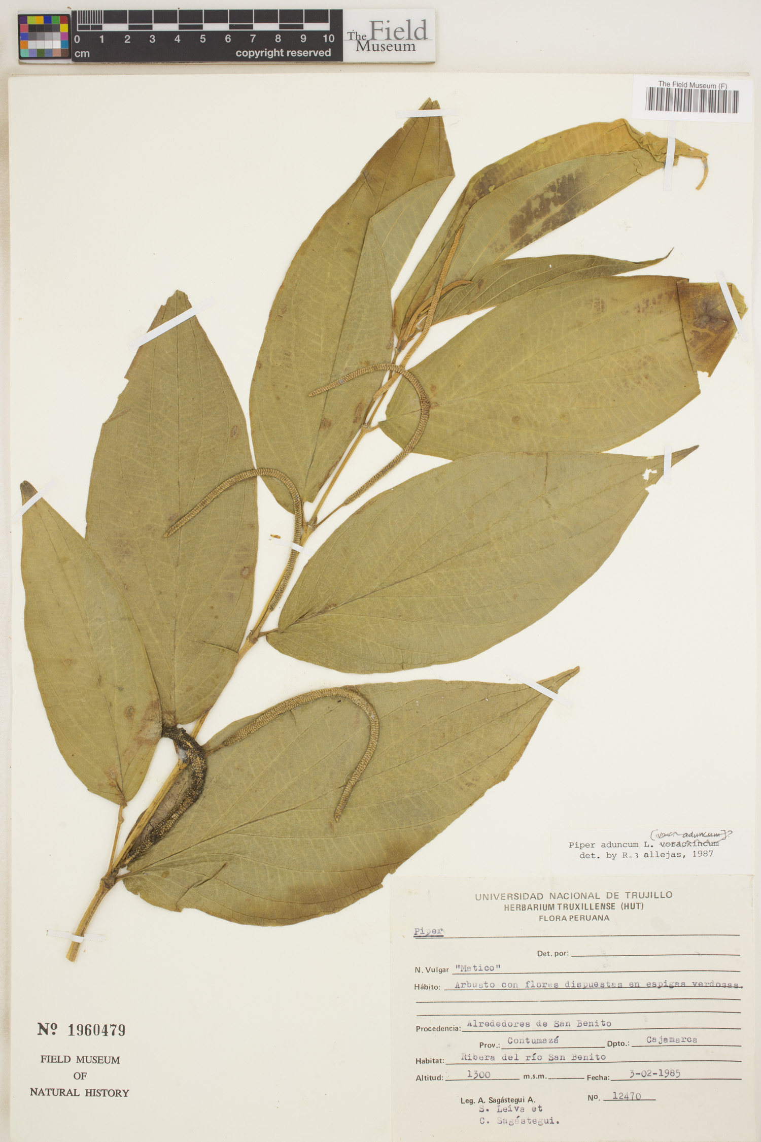 Piper aduncum var. aduncum image